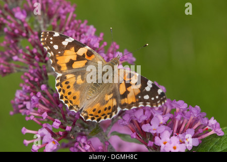 Dipinto di lady, cardo, Distelfalter, Cynthia cardui, Vanessa cardui, Blütenbesuch, Nektarsuche, Buddleja, Sommerflieder Foto Stock