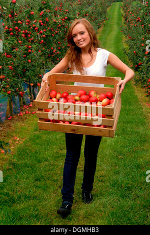 La donna che porta una scatola con le mele rosse in apple Orchard Foto Stock