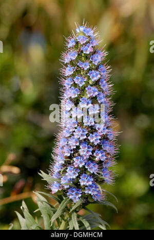 L'orgoglio di Madeira (Echium fastuosum) Foto Stock