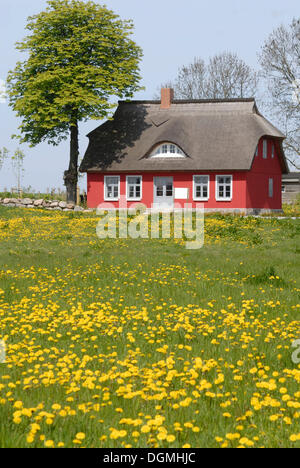 Campo di tarassaco nella parte anteriore di una casa rossa sulla Ruegen, Meclemburgo-Pomerania Occidentale Foto Stock