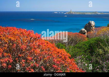 Tree (Euforbia Euphorbia dendroides), crescendo nella macchia sopra la spiaggia di Cala di Porto Giunco, Capo Cabonara faro sul Foto Stock