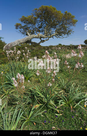 Asphodel ramificati (Asphodelus ramosus) e leccio (Quercus ilex), sulla Giara di Gesturi altopiano basaltico, Barumini Foto Stock