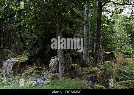 Grandi massi coperti di muschio in una foresta, smaland, riserva naturale, Svezia, Europa Foto Stock