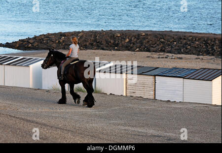 Giovane donna in sella ad un cavallo pesante di fronte spiaggia bianca di capanne, Westkapelle, penisola di Walcheren, Provincia di Zeeland, Paesi Bassi Foto Stock