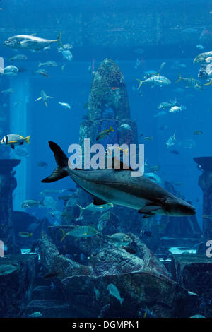 Acquario in Camere Perdute, un parco a tema basato sulla leggenda di Atlantide, Atlantis Hotel, il Palm Jumeirah, Dubai Foto Stock