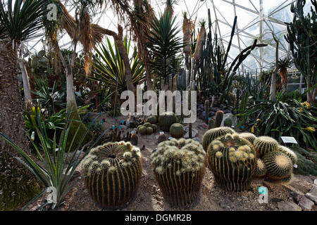 Cactus di vegetazione con Golden Barrel Cactus o suocera cuscino (Echonocactus grusonii), display impianto di casa, al Grugapark Foto Stock