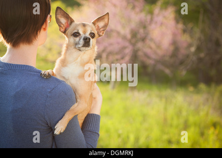Una giovane donna in un campo erboso in primavera. Tenendo un piccolo cane chihuahua nelle sue braccia. Un pet. Foto Stock