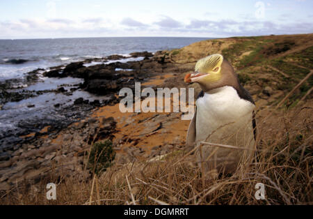 Giallo-eyed Penguin o Hoiho (Megadyptes antipodes), uno dei rari penguin specie nel mondo, punto Katiki, Moeraki Foto Stock