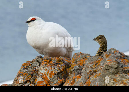 Svalbard la pernice bianca (Lagopus muta hyperborea), giovane, maschio in bianco inverno piumaggio, femmina in estate piumaggio Foto Stock