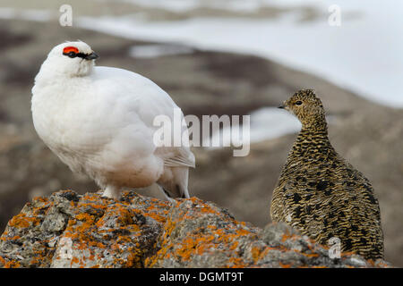 Svalbard la pernice bianca (Lagopus muta hyperborea), giovane, maschio in bianco inverno piumaggio, femmina in estate piumaggio Foto Stock
