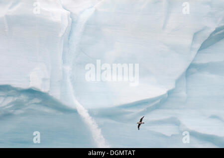 Northern Fulmar o Fulmar artico (Fulmarus glacialis) battenti nella parte anteriore di una cascata di acqua di disgelo presso il ghiacciaio di anteriore Foto Stock