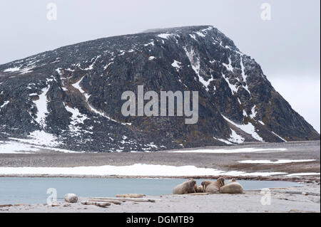 Maschio (trichechi Odobenus rosmarus) di appoggio a terra, Phippsøya, Sjuøyane, arcipelago delle Svalbard Isole Svalbard e Jan Mayen, Norvegia Foto Stock