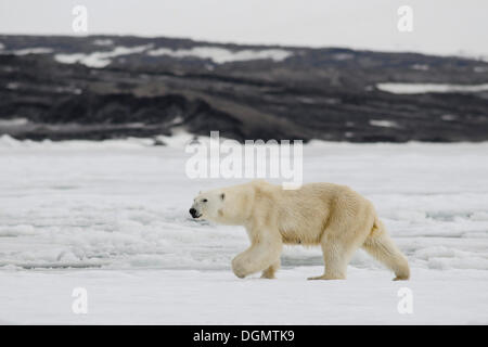 Lean femmina orso polare (Ursus maritimus), Bjørnesund, isola Spitsbergen, arcipelago delle Svalbard Isole Svalbard e Jan Mayen, Norvegia Foto Stock