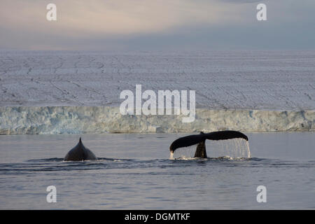 Due Balene Humpback (Megaptera novaeangliae) nella parte anteriore del Austfonna, il più lungo ghiacciaio d'Europa, Hinlopenstretet Foto Stock