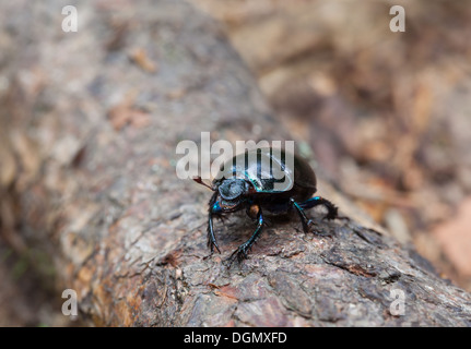 Terra-noioso dung beetle Foto Stock