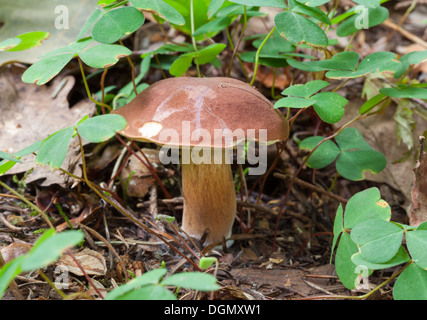Autunno bello e mite di funghi Foto Stock