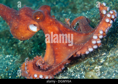 Notte stellata polpo - Octopus luteus, Lembeh strait, Sulawesi, Indonesia Foto Stock