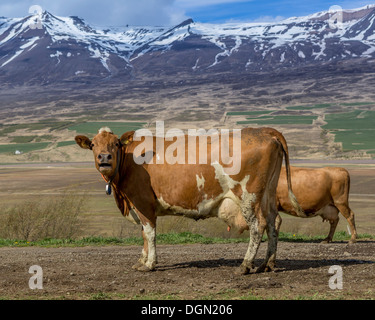 Vacche da latte, Islanda Foto Stock