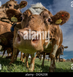 Vacche da latte, Islanda Foto Stock