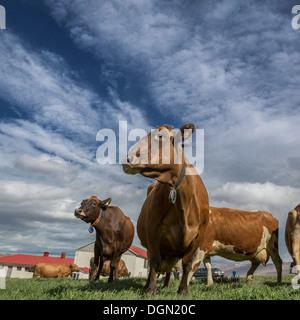 Vacche da latte, Islanda Foto Stock