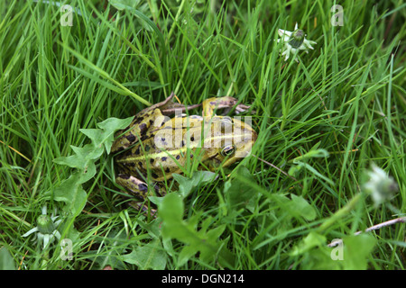 Villaggio splendente, Germania, stagno rana seduta in erba Foto Stock