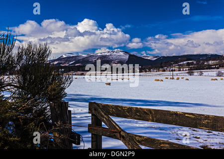 Vista di ovini in una coperta di neve campo con Knockandy Hill in background Foto Stock