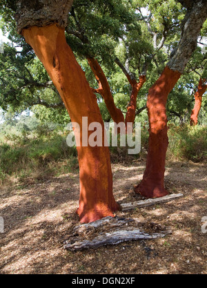 Red tronchi di alberi appena raccolto Corteccia di Quercus suber, querce da sughero, Sierra de Grazalema parco naturale, la provincia di Cadiz Cadice, Spagna Foto Stock