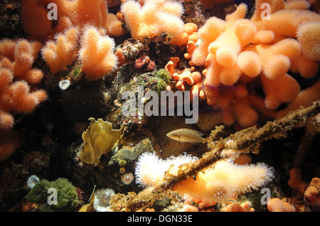Stralsund, Germania, i coralli in un acquario Foto Stock
