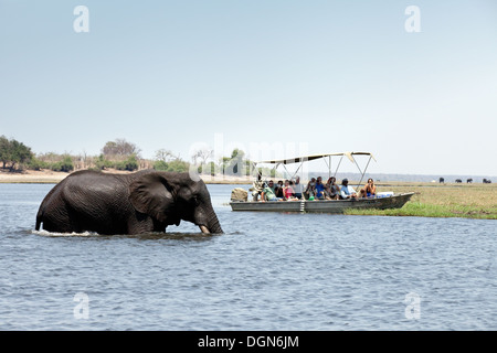 I turisti in un safari in Africa la visione di un elefante che attraversa il fiume Chobe, Chobe National Park, il Botswana in Africa Foto Stock