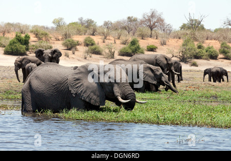 Un branco di elefanti africani ( Loxodonta africana ) alimentazione sulle rive del fiume Chobe, Chobe National Park, il Botswana in Africa Foto Stock