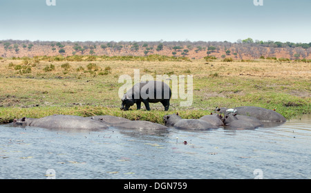 Ippona (Hippopotamus amphibius) - ippopotami sulla banca e nel fiume Chobe, Botswana, Africa Foto Stock