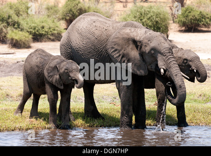 Tre elefanti africani di bere dal fiume Chobe, Chobe National Park, Botswana, Africa Foto Stock