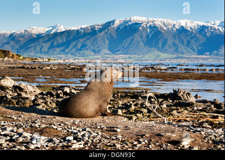 Kaikoura, Nuova Zelanda. Nuova Zelanda pelliccia sigillo sulla riva del mare. Foto Stock