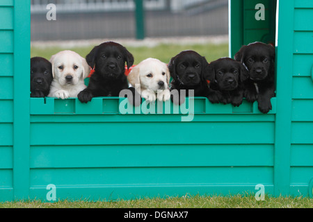 Il Labrador cuccioli appoggiata sul log a livello nazionale Cani Guida centro di allevamento, vicino a Leamington Spa, Gran Bretagna Foto Stock