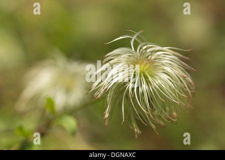 Attraente la clematide scalatore wispy fluffy soft teste di seme sottile filo feathery dispersione del vento Foto Stock