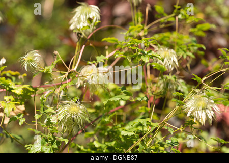 Attraente la clematide scalatore wispy fluffy soft teste di seme sottile filo feathery dispersione del vento Foto Stock