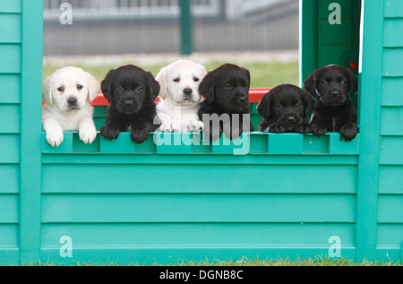 Il Labrador cuccioli appoggiata sul log a livello nazionale Cani Guida centro di allevamento, vicino a Leamington Spa, Gran Bretagna Foto Stock