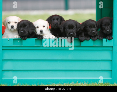 Il Labrador cuccioli appoggiata sul log a livello nazionale Cani Guida centro di allevamento, vicino a Leamington Spa, Gran Bretagna Foto Stock