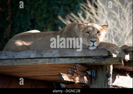 Leonessa trova appoggio nel sole autunnale in London Zoo. Foto Stock