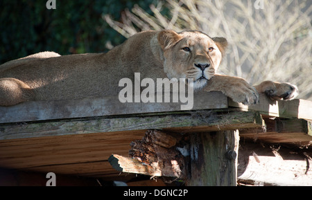 Leonessa trova appoggio nel sole autunnale in London Zoo. Foto Stock