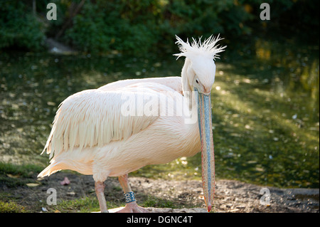 Elegante Great White Pelican presso lo Zoo di Londra. Foto Stock