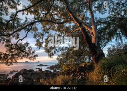 Un gumtree nel 1770, Queensland, Australia Foto Stock