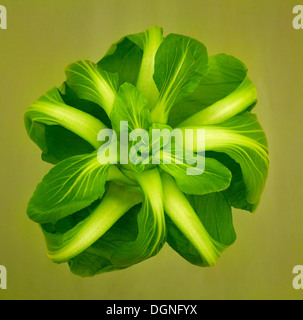 Aperto bok choy Foto Stock