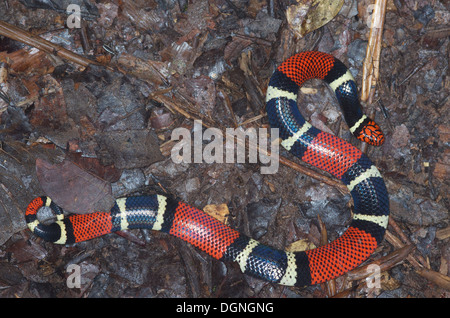 Un acquatico Serpente corallo (Micrurus surinamensis surinamensis) appiattita sul suolo della foresta nella foresta amazzonica in Perù. Foto Stock