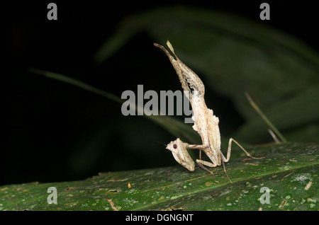 Una foglia-imitare mantis Acanthops (sp). si appollaia su una foglia nella foresta pluviale amazzonica di Loreto, Perù. Foto Stock