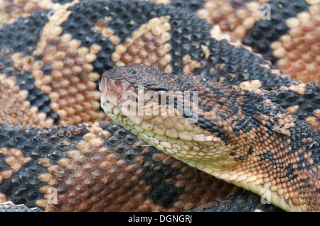 Un Sud Americana Bushmaster, il più grande del mondo pitviper specie, nella foresta pluviale del Perù. Foto Stock