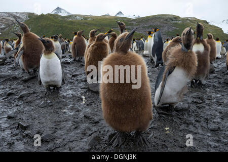 Re pinguini (Aptenodytes patagonicus), pulcini moulting, Salisbury Plain, Georgia del Sud e Isole Sandwich del Sud Foto Stock