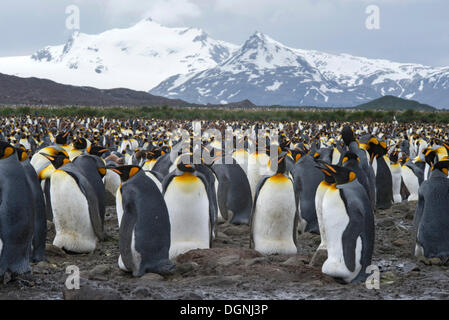 Re pinguini (Aptenodytes patagonicus) uccelli adulti incubare uova di allevamento, Colonia, Salisbury Plain, Georgia del Sud e la Foto Stock