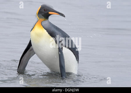 Pinguino reale (Aptenodytes patagonicus), wet penguin tornando a riva dopo un tuffo, Salisbury Plain, Georgia del Sud e la Foto Stock