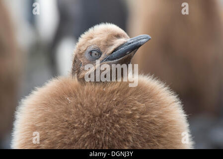 Pinguino reale (Aptenodytes patagonicus) pulcino, ritratto, Salisbury Plain, Georgia del Sud e Isole Sandwich del Sud Foto Stock